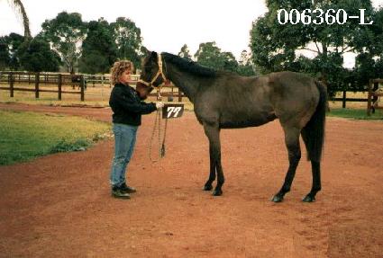 ��ǳ�� ����