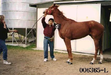 ���� ����