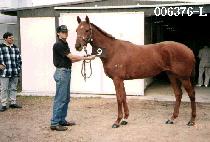 �ܵ��� (CONDORA) ����