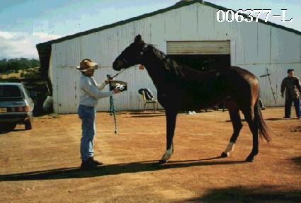 ������ ����