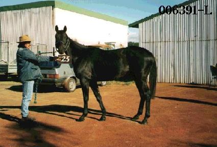 ��»� ����