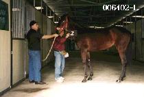 �ƶ󺣽�ũ (ARABESQUE) ����