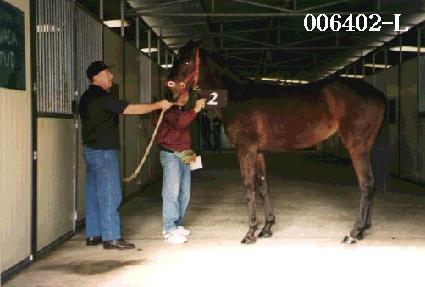 �ƶ󺣽�ũ ����