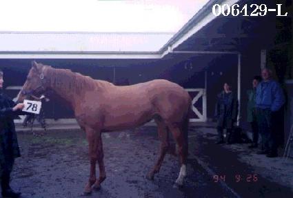 ������ ����