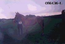 ����ȣ (DO GO HO) ����