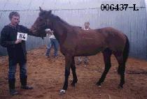 ��Ʈ (HIT) ����