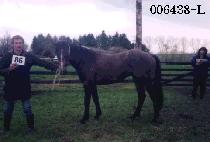 ���� (BINGO) ����