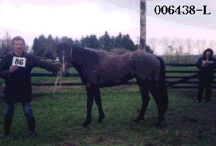 ���� ����