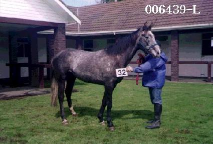 ������ ����