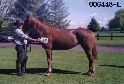 ����� ����