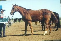 ������� (WONDER WOMAN) ����