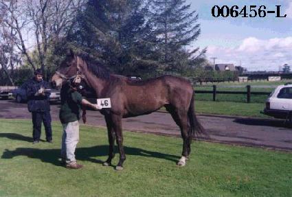 Ȳ���� ����