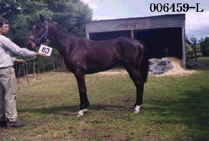 ��� ����