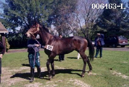 ����� ����