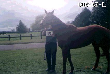 ���� ����