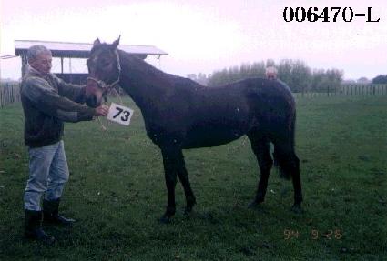 ���ʺ��� ����