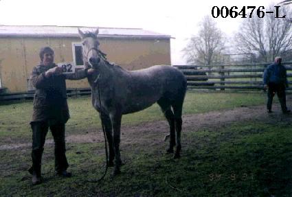 ������ ����