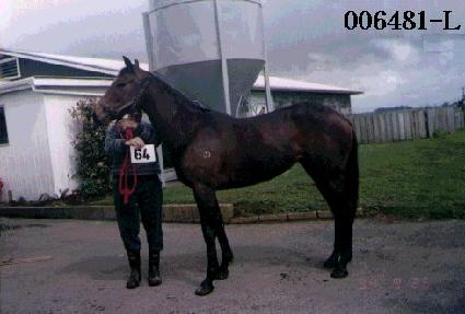 ����ȣ ����