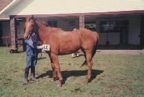 �ں�� (COBRA) ����