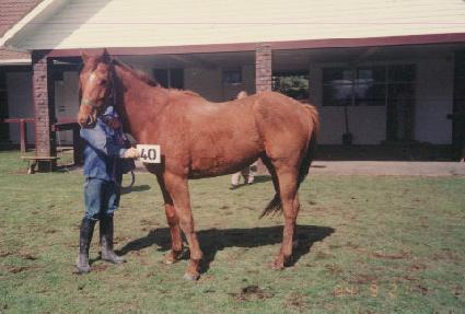 �ں�� ����