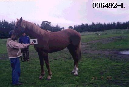 ������ ����