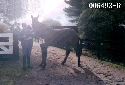 ����븶 ����