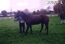 ��ӷ� (SAN MEO RU) ����