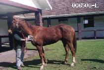 õ�� (CHEON WU) ����