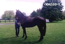 ���� (YAK JIN) ����