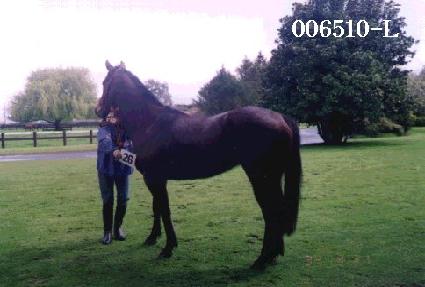 ���� ����