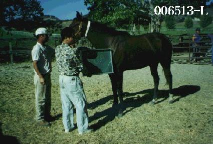 ���� ����