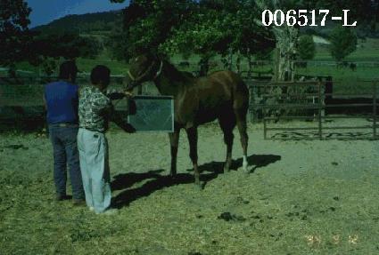 ����̳����� ����