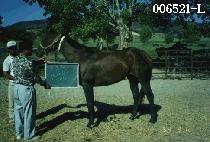 �ް������� (HUGOS ECHO) ����