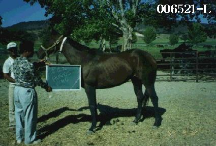 �ް������� ����