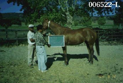 ��� ����