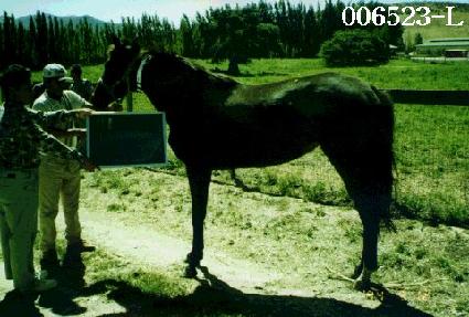 ������ ����