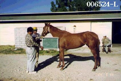 �������� ����