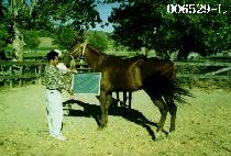 �и������ (WALLY HENDERSON) ����