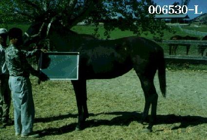 �̾����νô��� ����