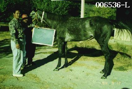 ������ ����