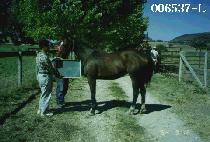 ���Ʈ��Ƽ������ (ZLATNA TINA BUG) ����