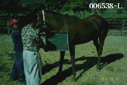 �׷����ﷻ ����