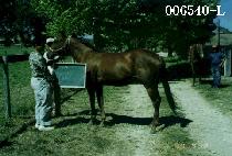 ���̾ȷ��̵� (SHYANN LADY) ����