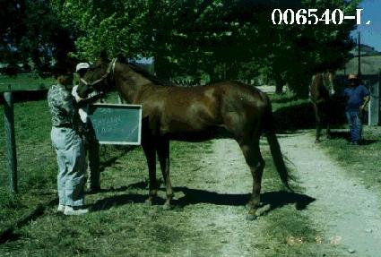 ���̾ȷ��̵� ����