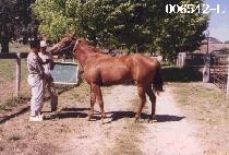 �̸���Ÿ�� (IMA DELTA TOO) ����