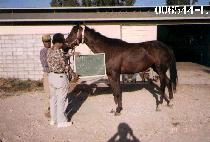 ��������� (ONE TOUGH BID) ����