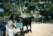 ������Ʈ���̵� (FORCED TRADE) ����