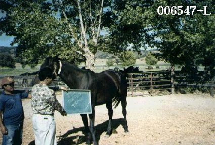 ������Ʈ���̵� ����