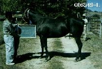 �ֺ񽺾�̵� (ABBIES A LADY) ����