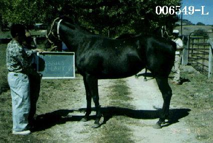 �ֺ񽺾�̵� ����